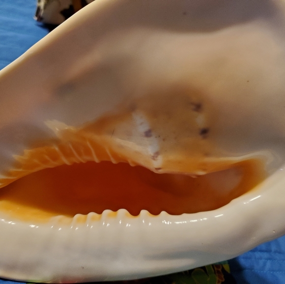 Large Beautiful Natural Conch Shell 9 Inches - Picture 9 of 9
